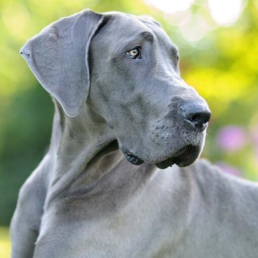 Kitana Great Dane Purina UK